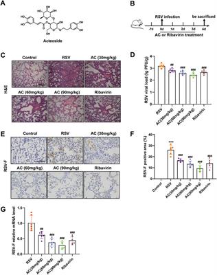 Acteoside attenuates RSV-induced lung injury by suppressing necroptosis and regulating metabolism